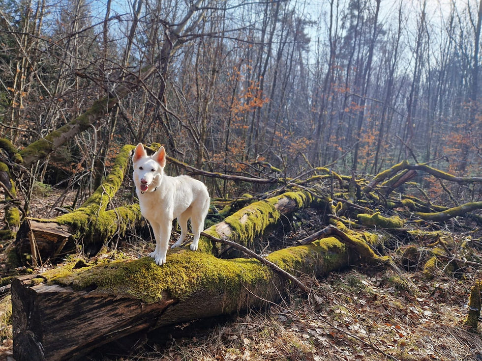 Warum Hunde uns Geduld lehren