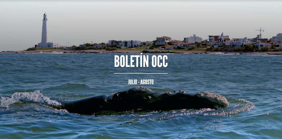 Nuevo boletín electrónico: ¡Llegó la temporada de ballenas a Uruguay!