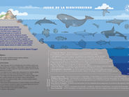 BIODIVERSITY GAME