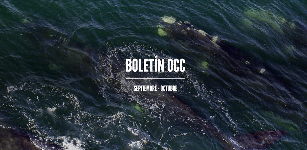 Nuevo boletín electrónico: ¡Celebramos el octavo aniversario del Santuario de Ballenas y Delfines!