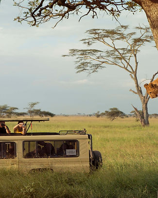 viewing_tree_climbing_lions_on_a_game_drive_in_the_serengeti_np_tanzania_with_g_adventures