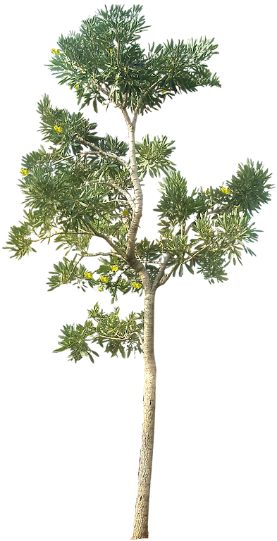 tree illustration 1.png