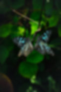 Butterfly Jungle
