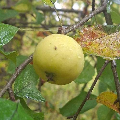 Crab apples in autumn