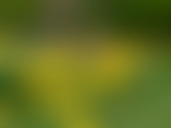 Sonnenwirbel für den König-Der Löwenzahn