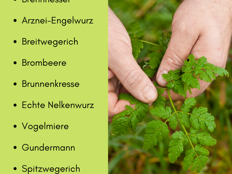 Wildpflanzen im Januar