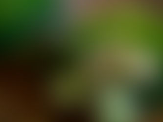 Kohlsalbe mit Ingwer