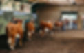 3K5A5368.jpg