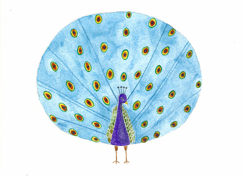 peacock1