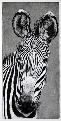 Grevy Zebra