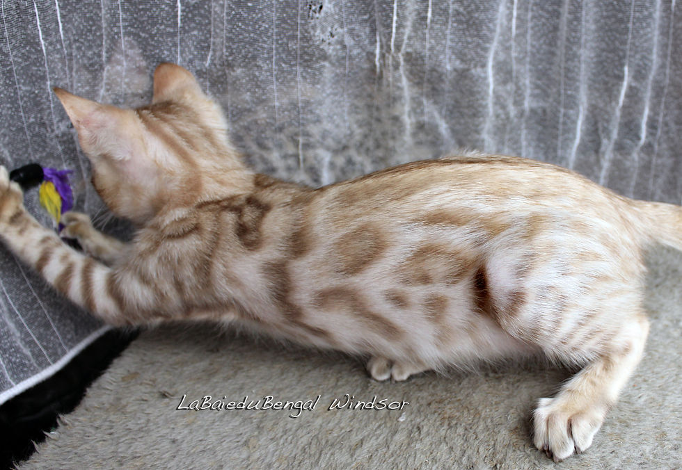 LaBaieduBengal Windsor