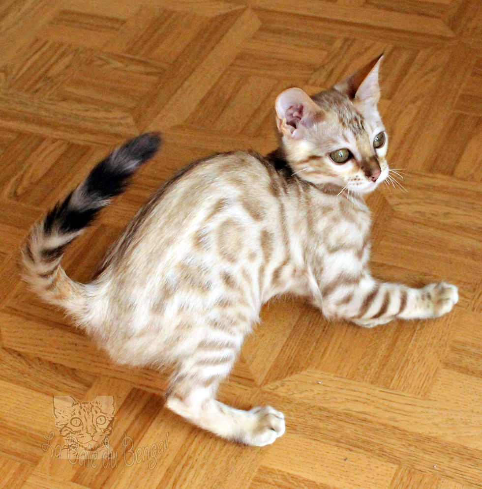 LaBaieduBengal Windsor 3 Mois
