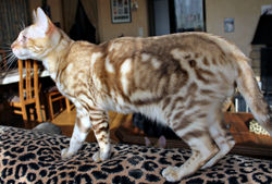 LaBaieduBengal Cheytan