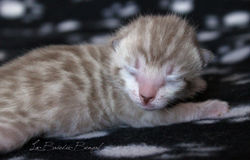 LaBaieduBengal Sweet Baby'Doll