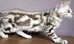 LaBaieduBengal Nathanaël
