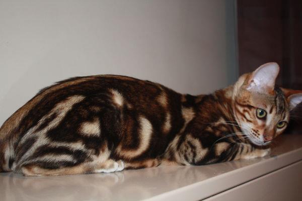 Marbled Eng Labaiedubengal