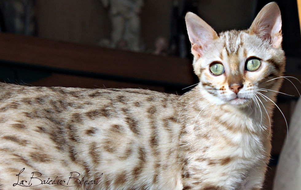 LaBaieduBengal Ma Joly