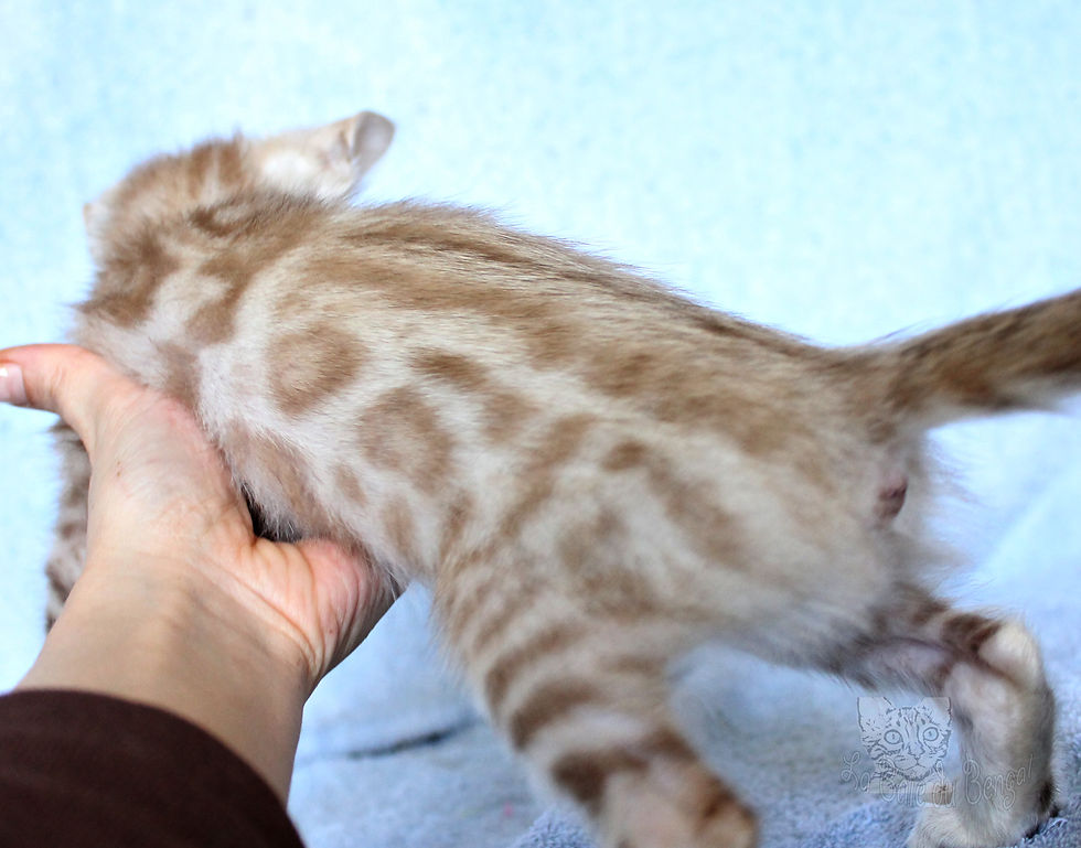 LaBaieduBengal Windsor