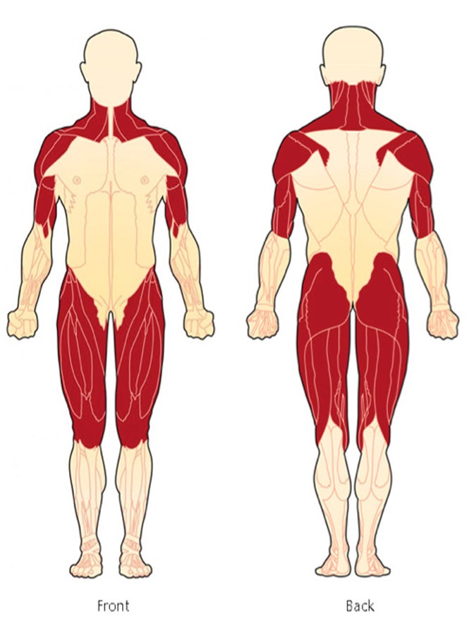 Inflammatory Myositis.jpg