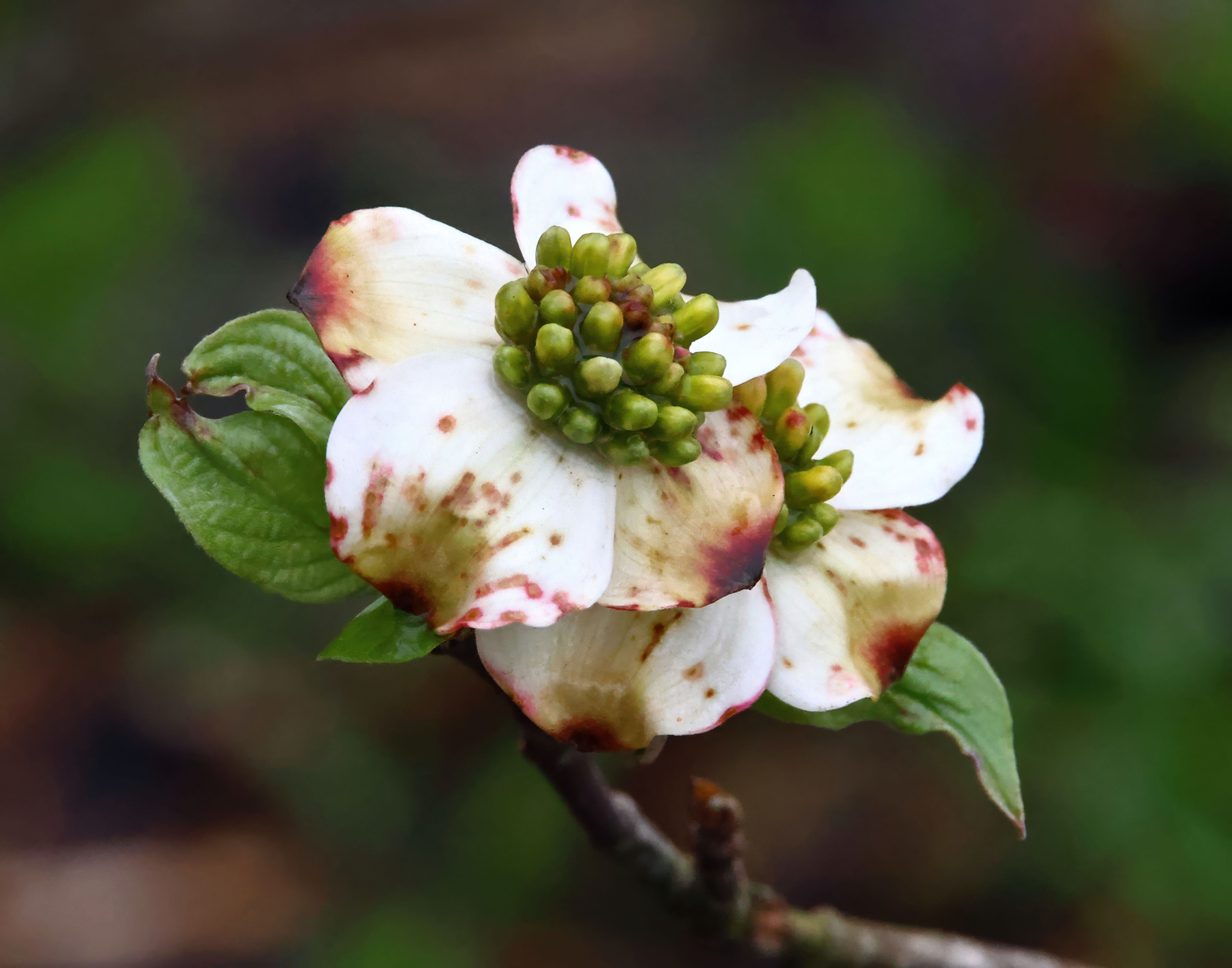 Dogwood 2523