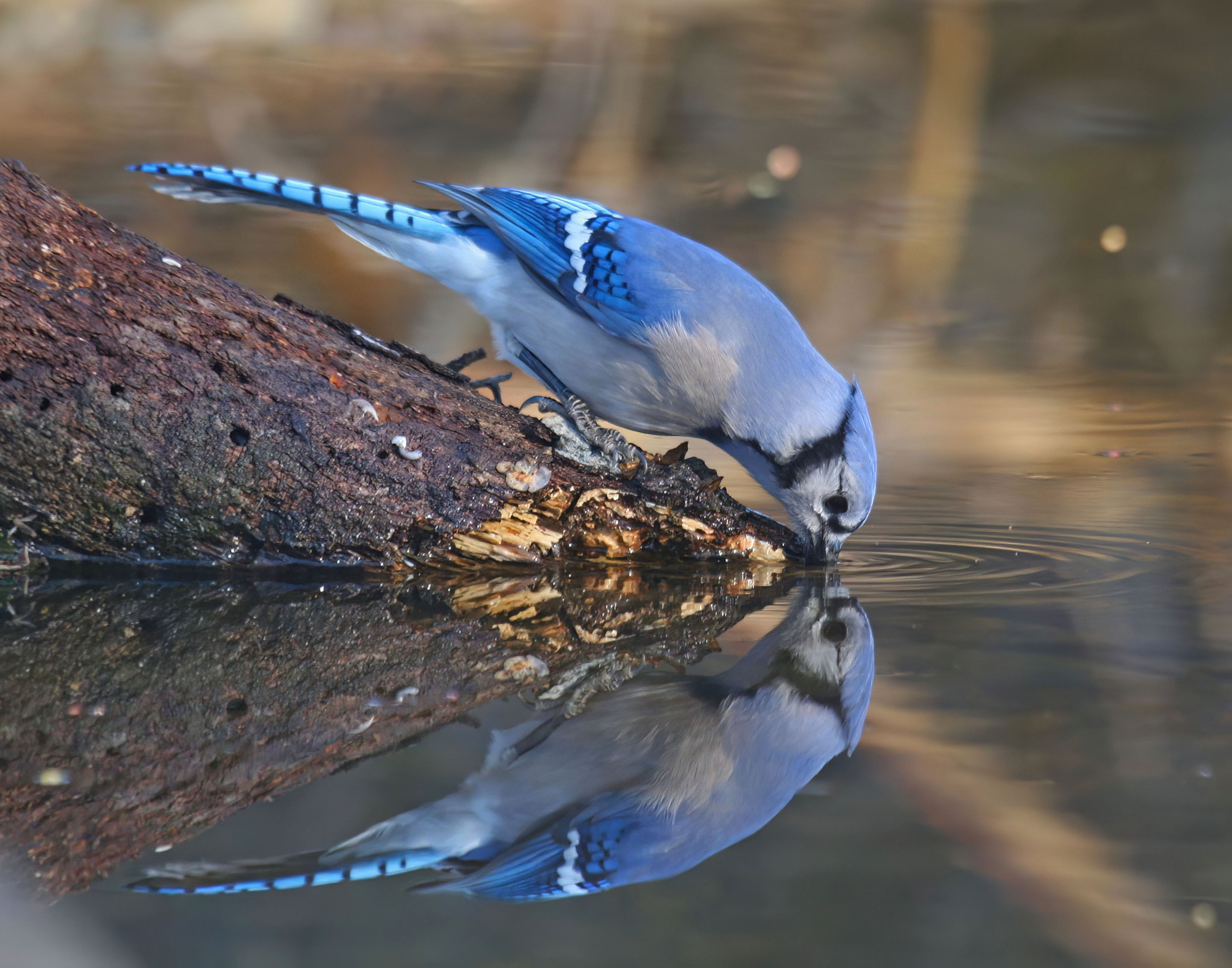 Bluejay