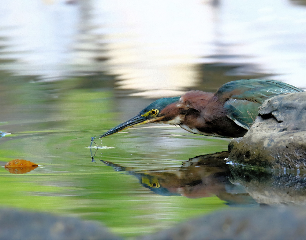 Green Heron 1