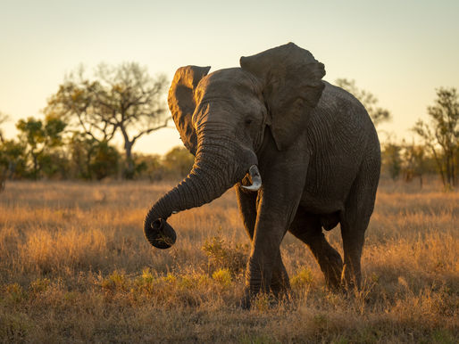 Wild Exceptional Africa