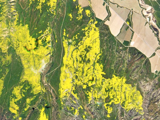 Wildflower 'super bloom' seen from space