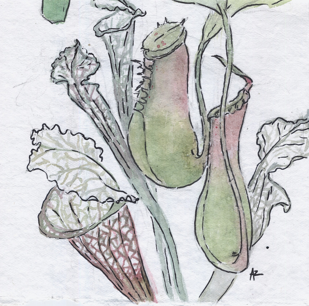 Nepenthes and Sarracenia Pitcher Plants © Amanda Zimmerman