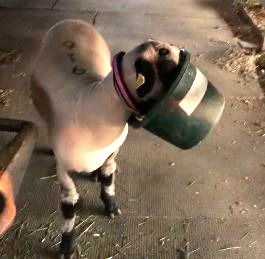 sheep bucket_edited.jpg