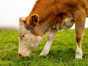 Carne "grass fed" la mejor opción para nuestro organismo