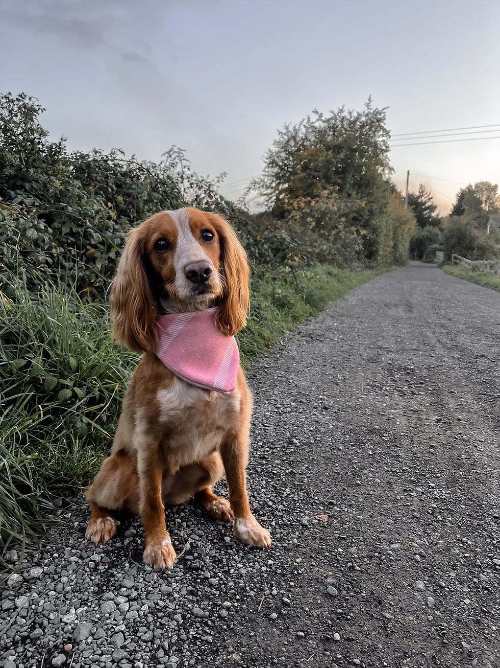 Thumbnail: Dog wearing pink tweed dog bandana