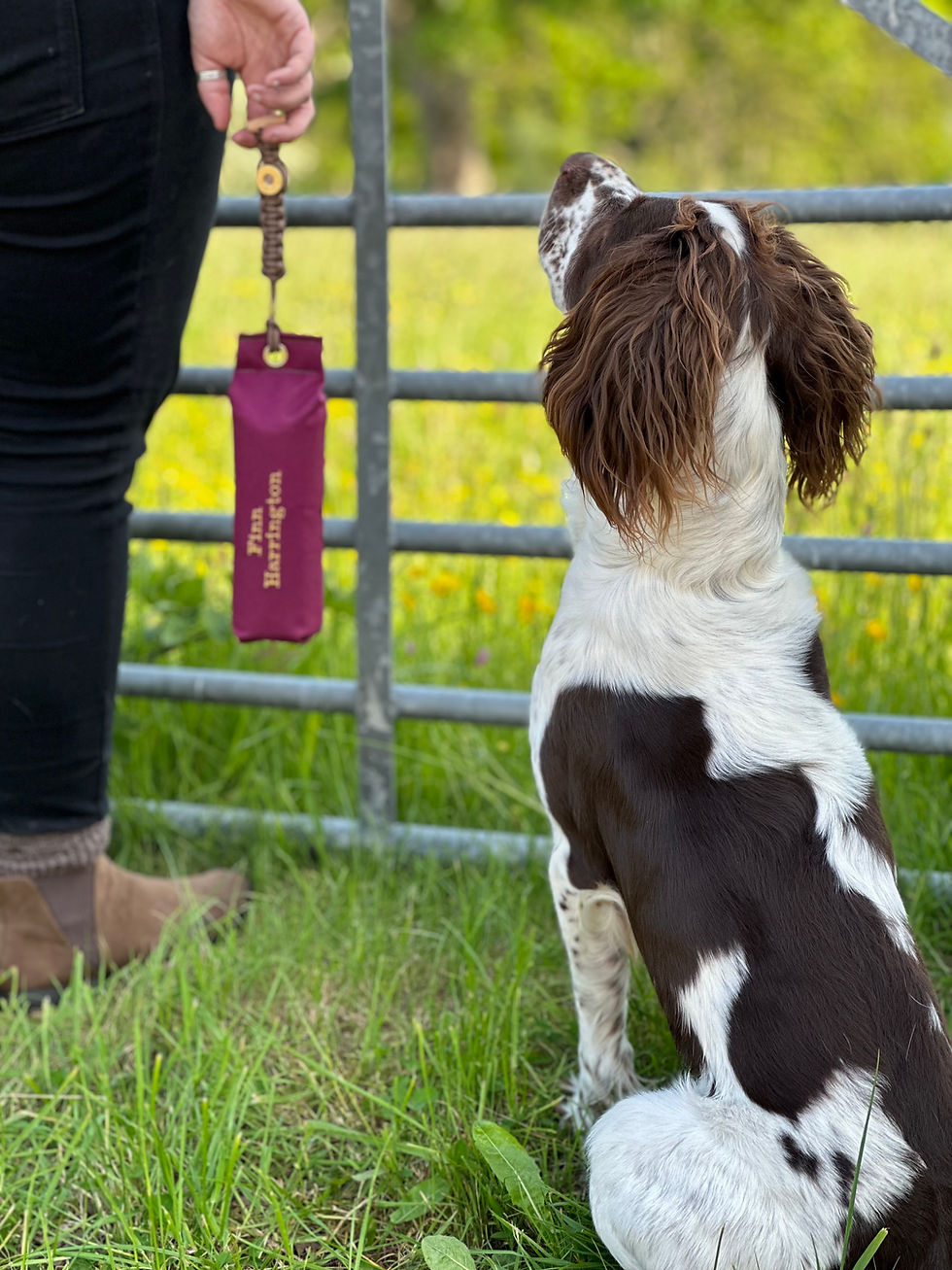 Thumbnail: Dog Training Dummy