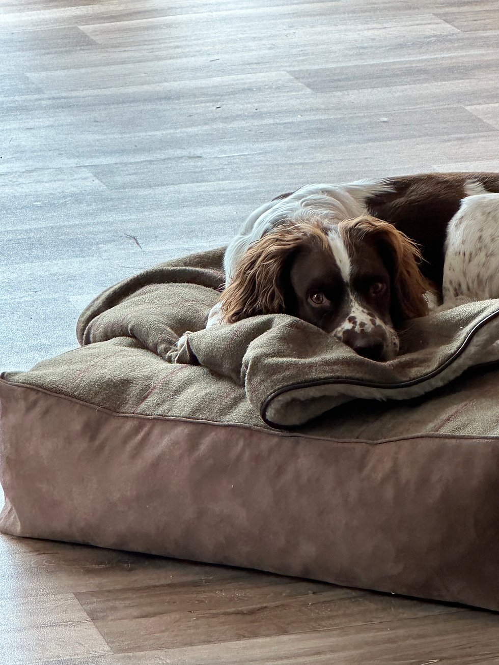 Thumbnail: St James Mattress Dog Bed dog resting on top