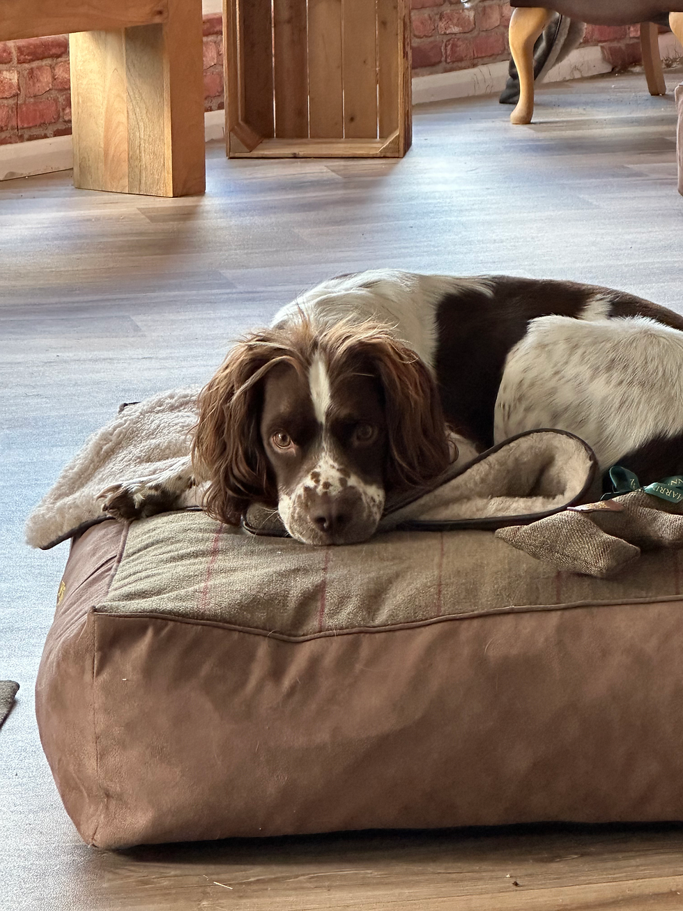 Thumbnail: St James Mattress Dog Bed