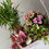 Miniatura: Composicion de plantas