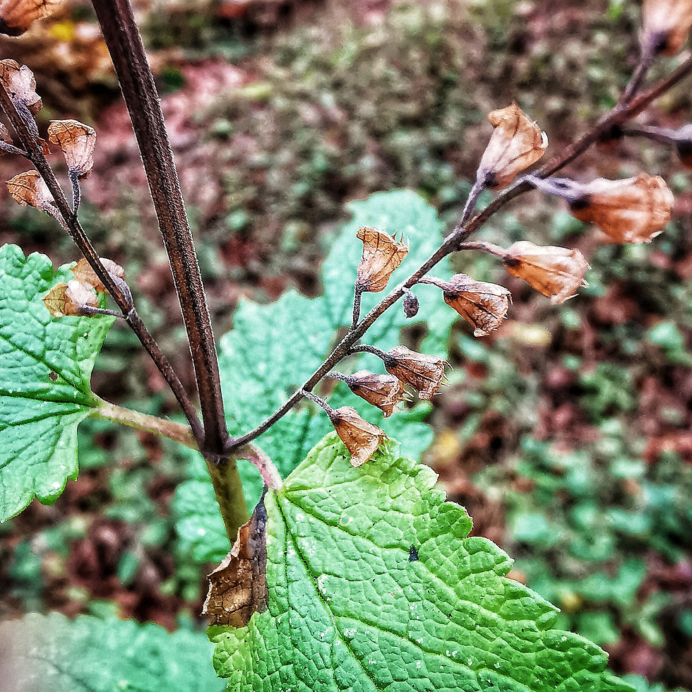Nahaufnahme der Blätter und der vertrockneten Blüten des Salbei-Gamanders.