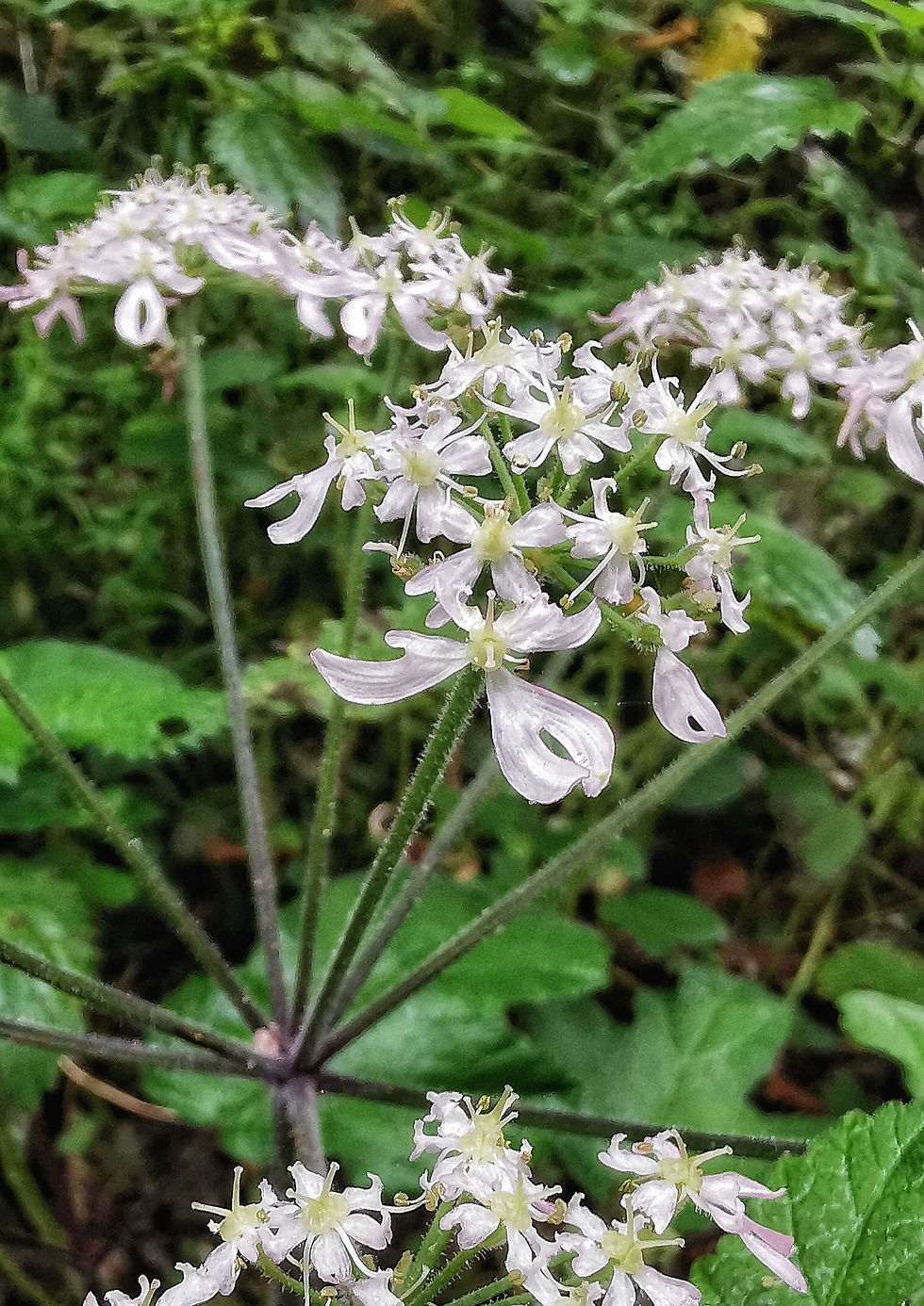 Wiesen-Bärenklau, Nahaufnahme der Blüten, in grünem Dickicht.