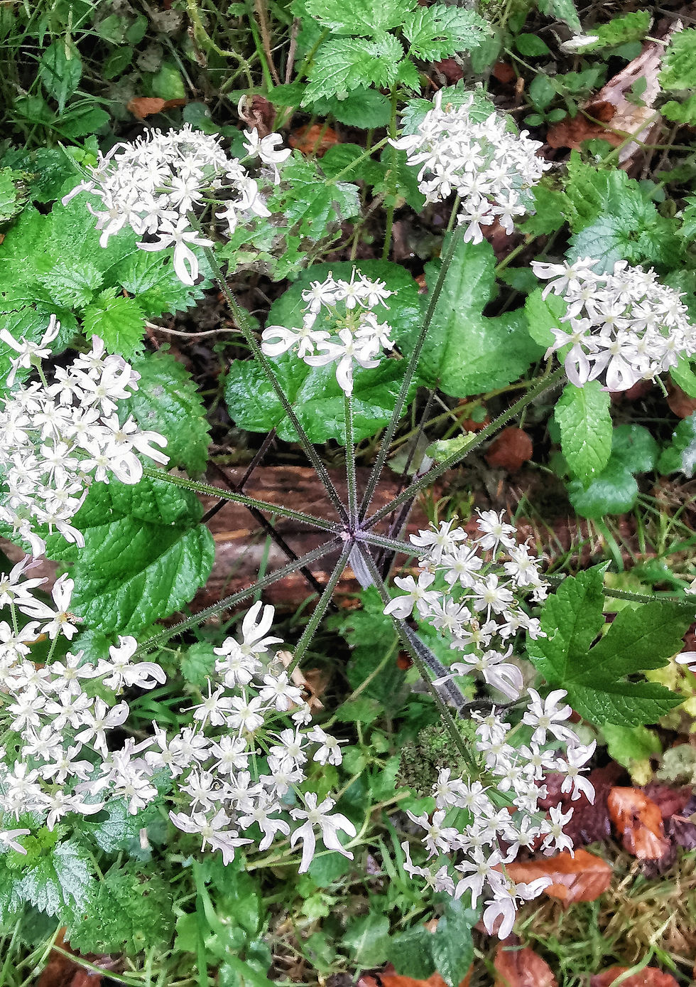 Vogelperspektive Wiesen-Bärenklau in voller Blüte im herbstlichen Wald.
