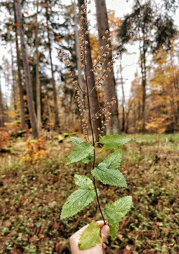Salbei-Gamander, gehalten in der Hand, im Herbstwald.