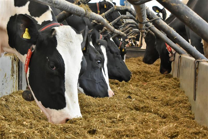 Cows (2).jpg