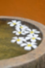 Frangipani flowers