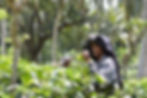Tea picker