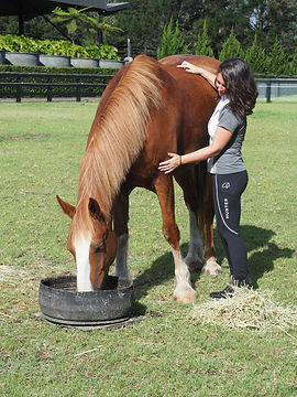in paddock 2.JPG