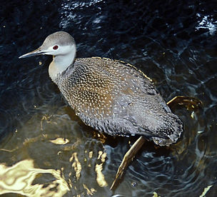 RT%20loon%20tub%20copy_edited.jpg