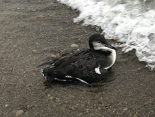 lead%20loon_edited.jpg