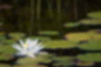 dan-hamill-w1c7WXqz9xc-unsplash