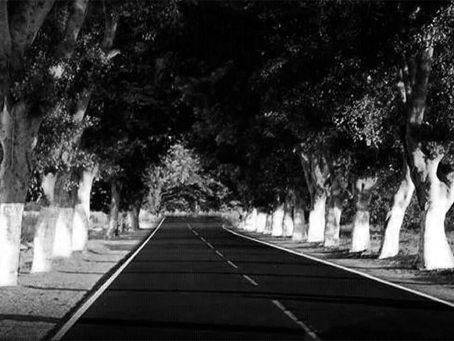 LOS FICUS