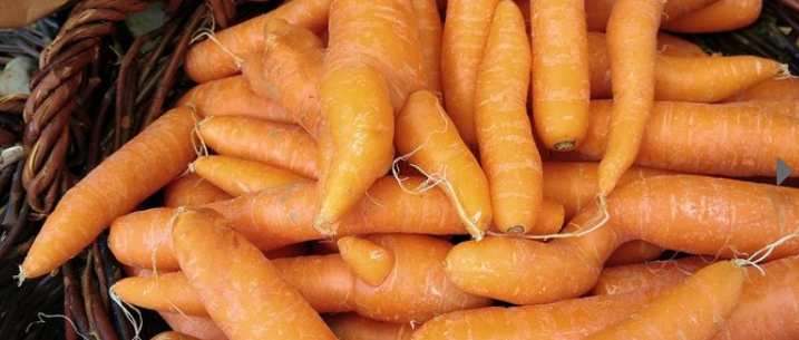 Bio-Möhren vom Feld
