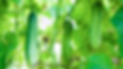 Bio-Gurken